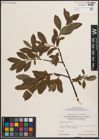 Foto von Salix discolor Muhl.